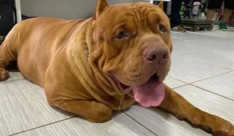 Mulher tem mãos e pés dilacerados após ataque de pit-bull, em Ribeirão Preto, São Paulo