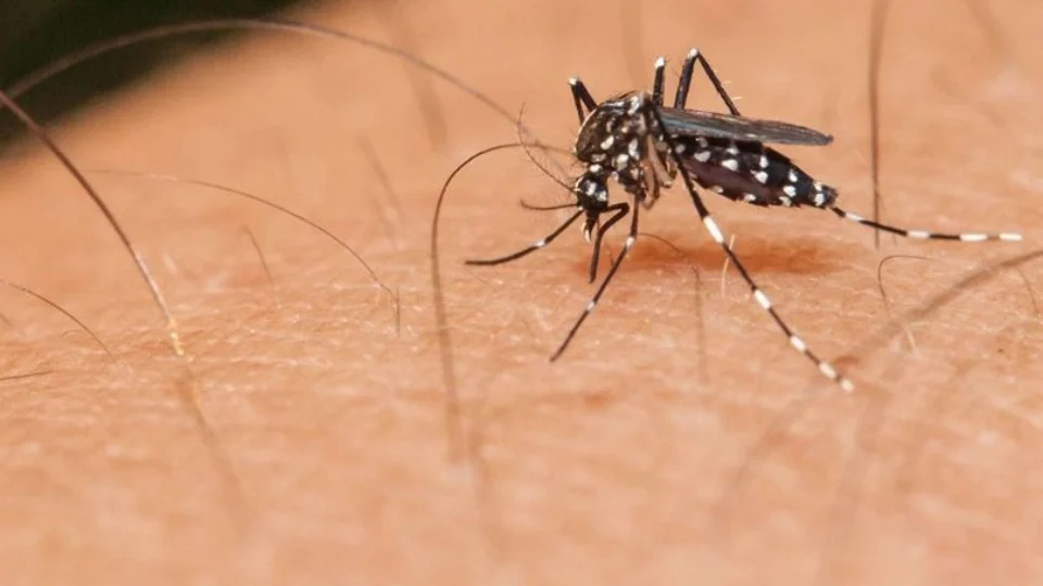 Ministério lança campanha contra mosquito da dengue