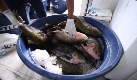 Em Manaus, Feira do Tambaqui acontece nesta sexta e sábado