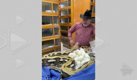 VÍDEO: píton defende ovos com bote violento na Califórnia