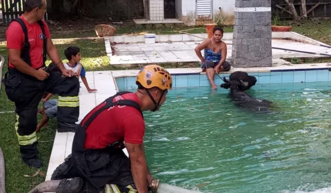 Búfalo é resgatado por bombeiros após cair em piscina de sítio, em Manaus