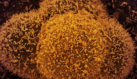 Estudo dinamarquês mostra que subvariante da ômicron é mais transmissível