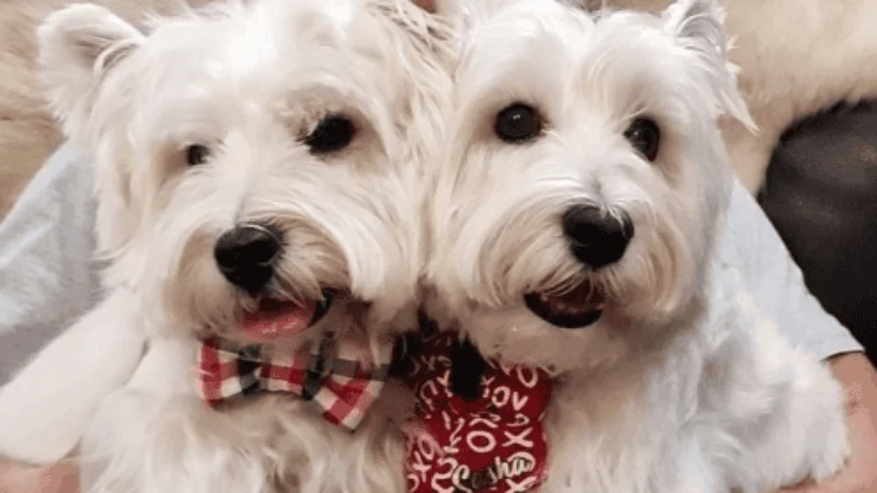 Cães viram influencers em Singapura; veja fotos