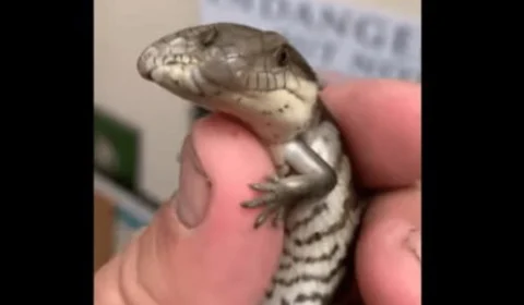 VÍDEO: lagarto raro de duas cabeças e língua azul faz sucesso em zoológico dos EUA
