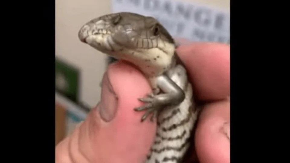VÍDEO: lagarto raro de duas cabeças e língua azul faz sucesso em zoológico dos EUA