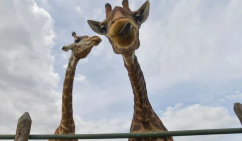 MPF recomenda que 15 girafas apreendidas em resort no RJ sejam devolvidas à África do Sul