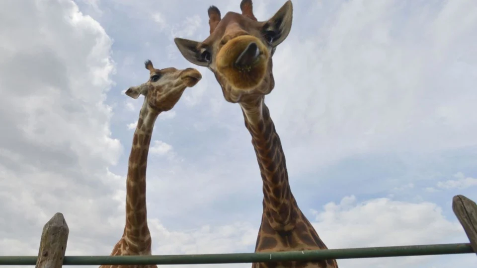 MPF recomenda que 15 girafas apreendidas em resort no RJ sejam devolvidas à África do Sul