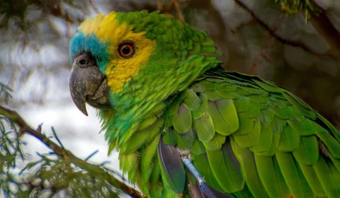 VÍDEO: Em Curitiba, papagaio aparece em câmera de monitoramento de rodovia e viraliza na internet