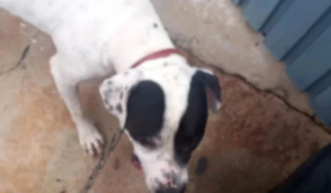 Quarenta minutos após ser adotado, pitbull se assusta e morde criança de 5 anos em São Paulo