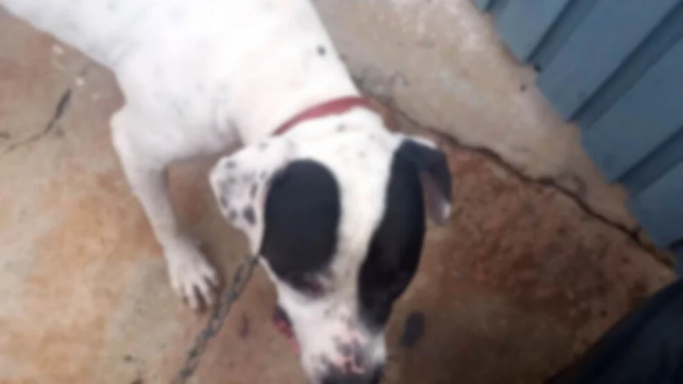 Quarenta minutos após ser adotado, pitbull se assusta e morde criança de 5 anos em São Paulo
