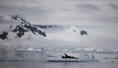 Nível do mar sobe rapidamente e preocupa ecossistema marinho, diz relatório