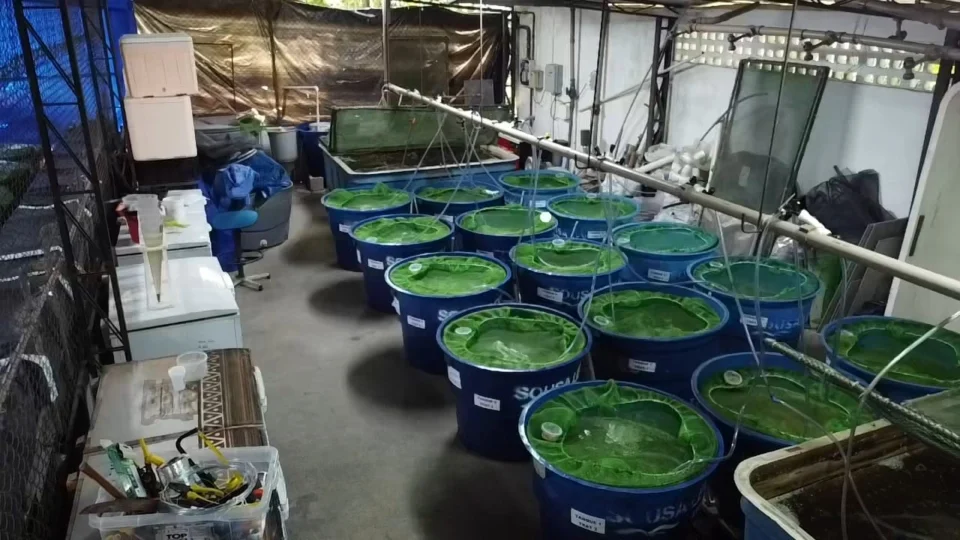 Pesquisa com bioflocos desenvolvida no Amazonas direcionada a piscicultura é destaque em revista científica nacional