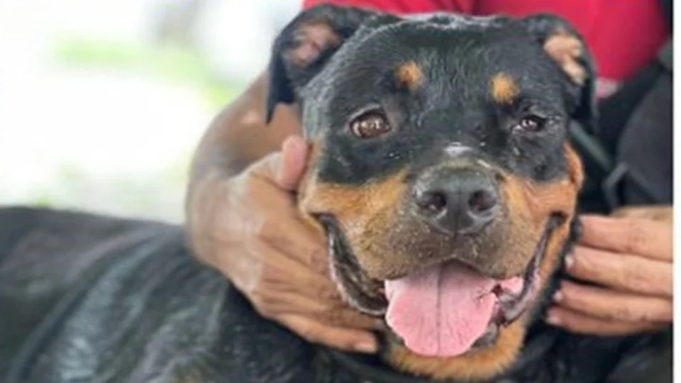 Rottweiler invade escola no bairro Nova Esperança e é resgatado pelo Corpo de Bombeiros, em Manaus