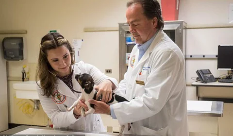 Cão que nasceu com patas invertidas passa por cirurgia e aprende a andar