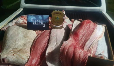 Homem é preso com mais de 800 quilos de pescado ilegal, no AM