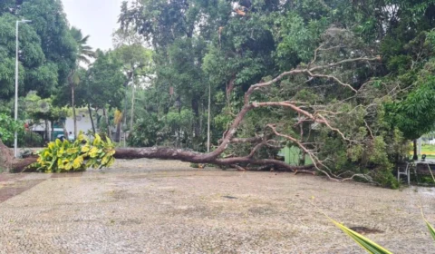Ventos de até 80 Km/h derrubam árvores e danificam ornamentações na Ponta Negra, em Manaus