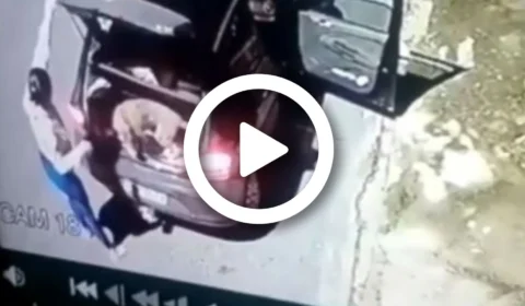 VÍDEO: mulher é flagrada por câmeras de segurança abandonando cachorros em rua