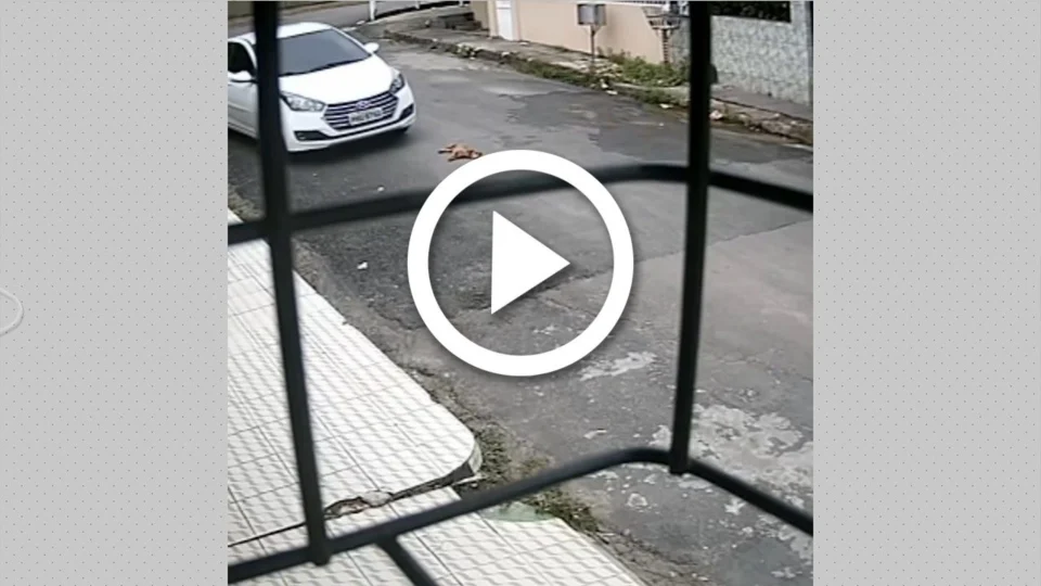 VÍDEO: câmera flagra carro atropelando cachorro