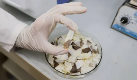 No AM, pesquisa da Fapeam aponta que escama do pirarucu pode servir para revestimento de implantes ósseos