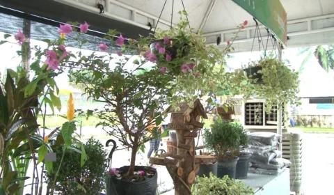 VÍDEO: Começa neste sábado ‘Festival de Flores e Plantas de Holambra’, em Manaus