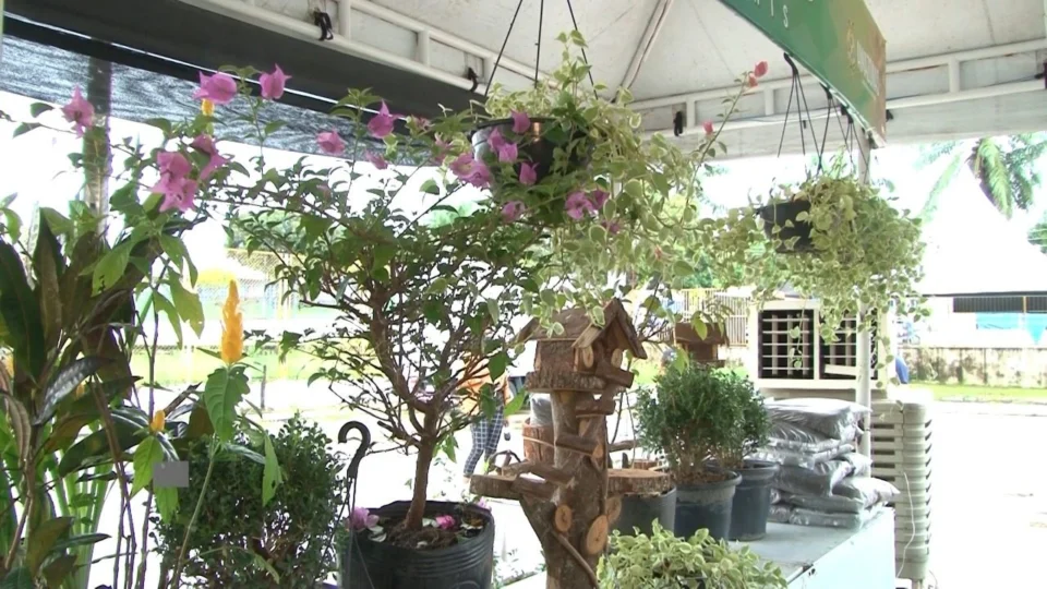 VÍDEO: Começa neste sábado ‘Festival de Flores e Plantas de Holambra’, em Manaus