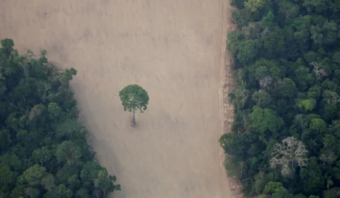 Desmatamento na Amazônia em setembro foi o pior para o mês em 10 anos, diz Imazon