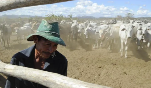 Começa a 2ª etapa da campanha de vacinação contra febre aftosa no Brasil