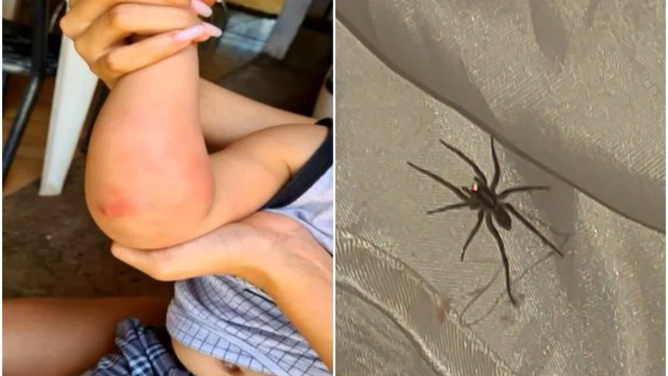 Criança de 2 anos é picada por aranha no berço, em Goiás