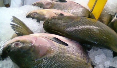 Doença da urina preta: Pará investiga sete casos e uma morte