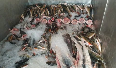 Cerca de 200 kg de tucunaré ilegal são apreendidos em Novo Airão-AM