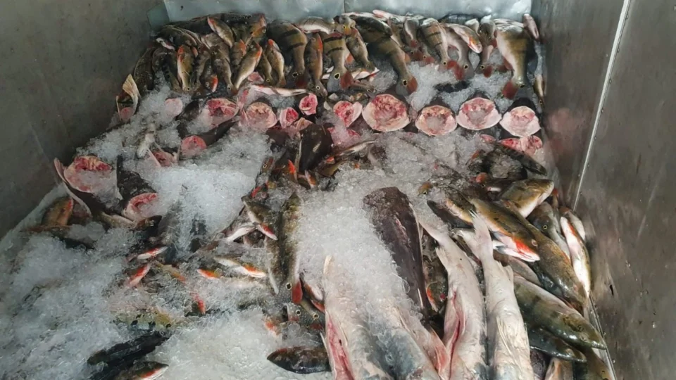 Cerca de 200 kg de tucunaré ilegal são apreendidos em Novo Airão-AM