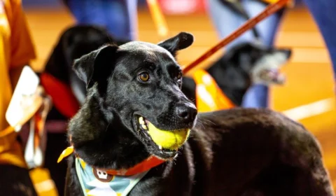 Rio Open: torneio utiliza ‘cãodulas’ para catar bolas na quadra de tênis