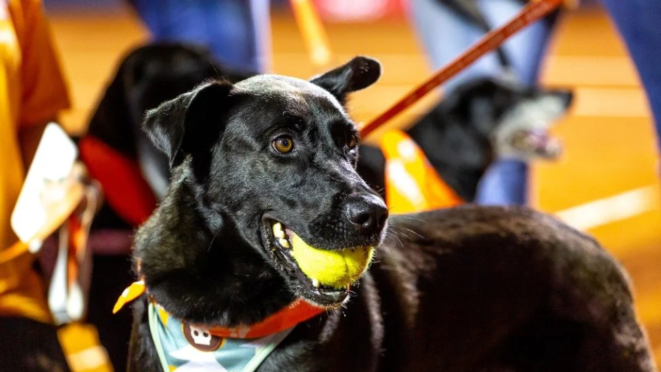 Rio Open: torneio utiliza ‘cãodulas’ para catar bolas na quadra de tênis