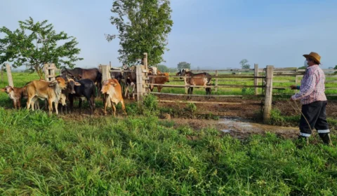 Amazonas prorroga vacinação contra brucelose em gado até 17 de dezembro