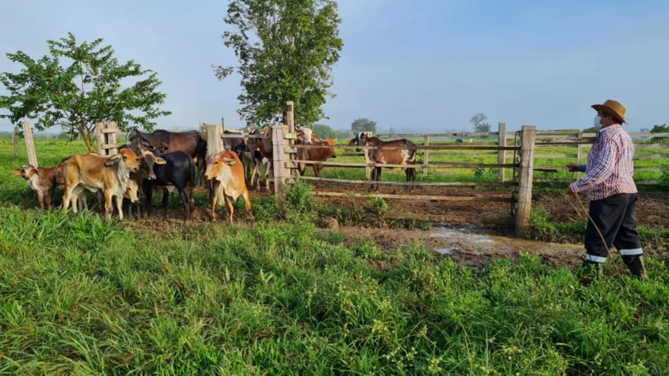 Amazonas prorroga vacinação contra brucelose em gado até 17 de dezembro