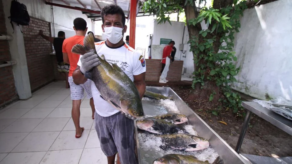 Manaus tem venda de Tambaqui no valor de R$ 8 a R$ 16 por quilo nesta sexta e sábado