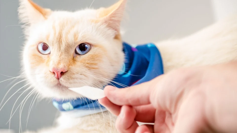 Saiba como identificar se seu gato de estimação sente dores