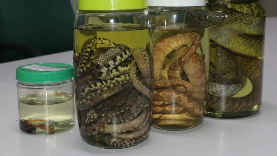 No AM, cidades de Manaus, Parintins e Itacoatiara lideram casos de acidentes com animais peçonhentos em 2021