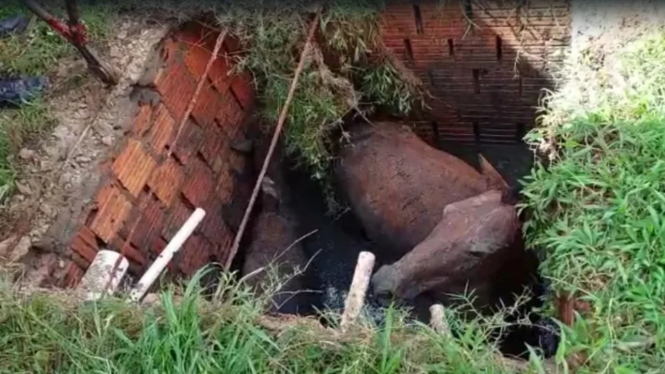No AM, bombeiros resgatam cavalos que caíram dentro de fossa em Itacoatiara