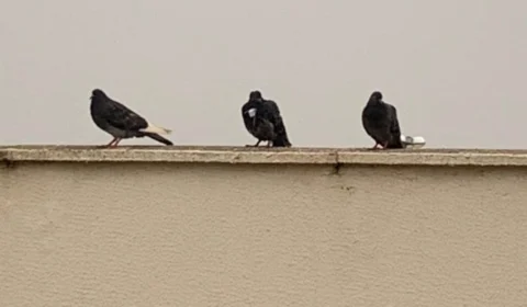 Pombo-correio: polícia flagra detentos enviando mensagens através de pombos no presídio de Formosa, GO