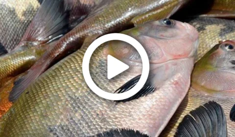 VÍDEO: FVS informa que dos 124 casos notificados da doença da ‘urina preta’ no Amazonas, 56 foram descartados