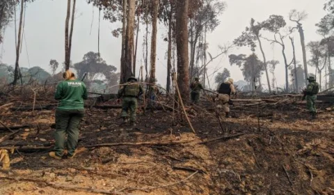 No AM, Operação Tamoiotatá aplica mais de R$ 8,8 milhões em multas por crimes ambientais
