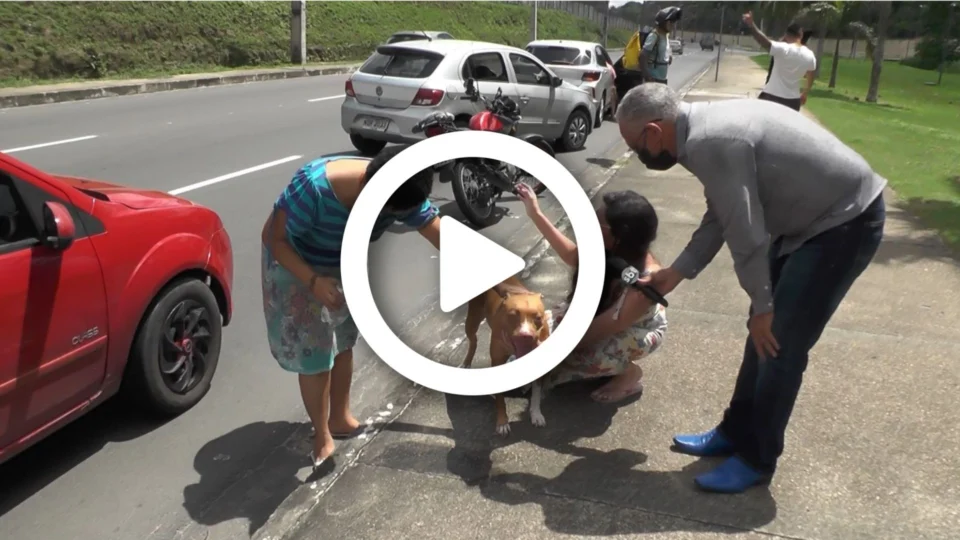 VÍDEO: em Manaus, cadela da raça PitBull é encontrada vagando na avenida das Torres