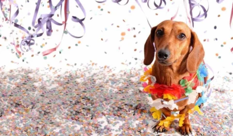 Desfile de fantasias e brincadeiras agitam evento para crianças e animais de estimação em Manaus