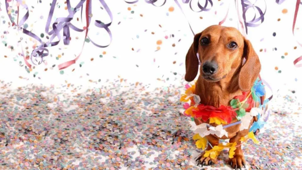 Desfile de fantasias e brincadeiras agitam evento para crianças e animais de estimação em Manaus