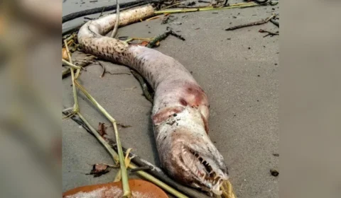 Animal marinho ‘assustador’ é encontrado morto em praia no litoral de São Paulo