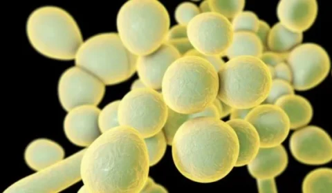 Candida auris: o que é o ‘superfungo’ que já causou três surtos no Brasil