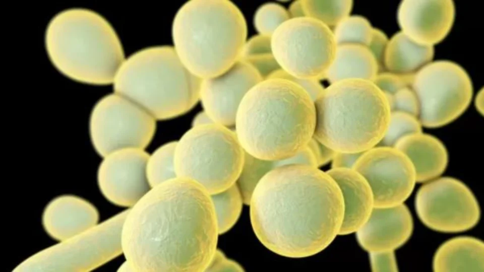 Candida auris: o que é o ‘superfungo’ que já causou três surtos no Brasil