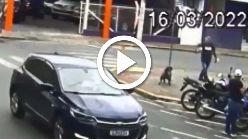 VÍDEO: homem atira em cadela no meio da rua no interior de SP