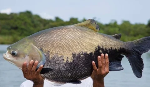 Período defeso inicia e vai até o dia 15 de março de 2022 no Amazonas